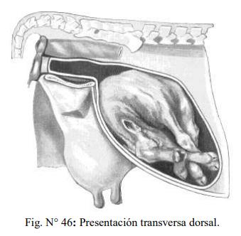 Obstetricia y neonatología bovina: XI. Estática fetal Anormal - Image 14
