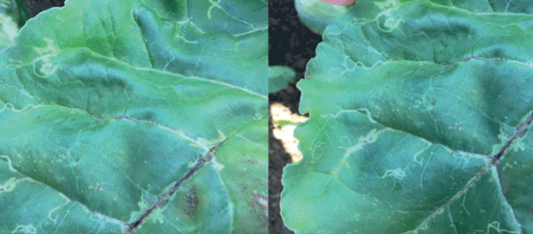 Mosca minadora (Liriomyza huidobrensis (Blanchard, 1926)). Sus larvas se desarrollan dentro del parénquima de las hojas y se alimenta de su interior a la vez que se desplaza. Las galerías que deja son de un color que contrasta con el verde propio de las hojas.