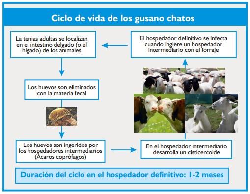 Cestodosis de los ovinos y bovinos - Image 5
