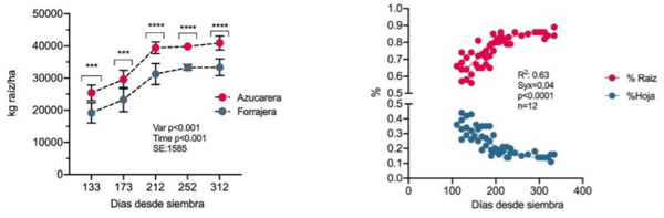 Figura 1. (a) Curva de crecimiento acumulado de cultivares de remolacha azucarera y forrajera. (b) Evolución de componentes del rendimiento en cultivares de remolacha forrajera y azucarera.