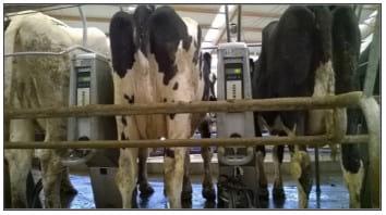 Comportamiento animal: útil para identificar vacas con mastitis - Image 1