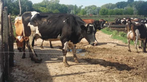 Afecciones Podales - Capitulo 5: “Rechazo y manejo de vacas con lesiones cronicas” - Image 5