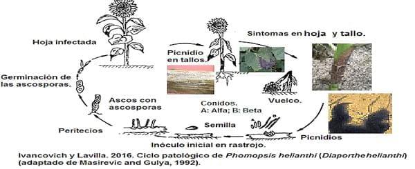 Cancro del tallo en girasol (Helianthus annus L.) causado por el complejo Diaporthe/Phomopsis helianthi Munt.-Cvetk. - Image 1