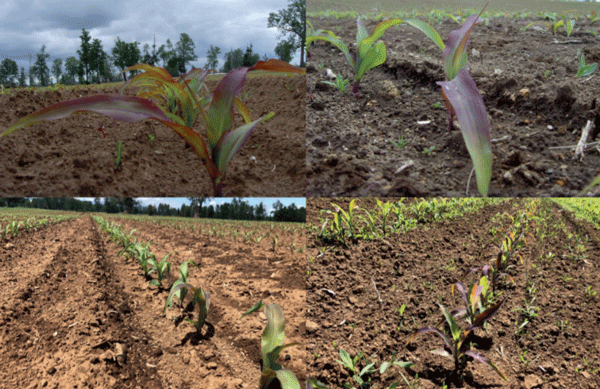 Reducción de la absorción de fósforo en las plantas por efecto de las bajas temperaturas.