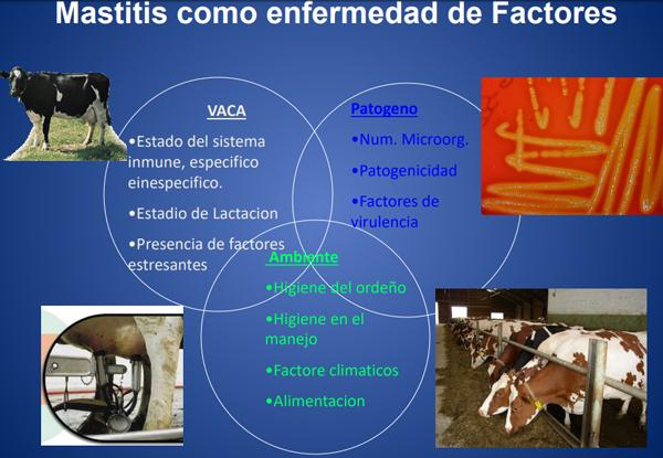 Mastitis - Introduccion, los factores que influyen en la salud de la ubre. - Image 6