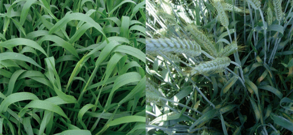 Presencia de hongos foliares en triticale destinado a la cosecha para ensilaje.