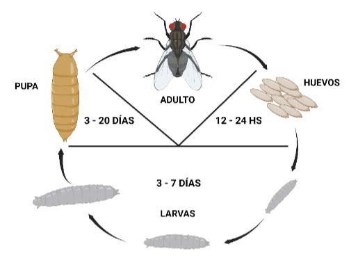 Figura 1. Ciclo de la mosca. El ciclo presenta un rango de duración de 8 a 20 días, la cual varía según las condiciones ambientales, es así que, a mayor temperatura y humedad, más rápido se produce el ciclo, pudiendo durar tan solo 8 días a 35°C (1). 