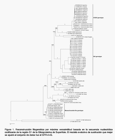Análisis filodinámico del virus de la bronquitis infecciosa aviar en la industria avícola sudamericana: dos genotipos predominantes con diferente origen - Image 1