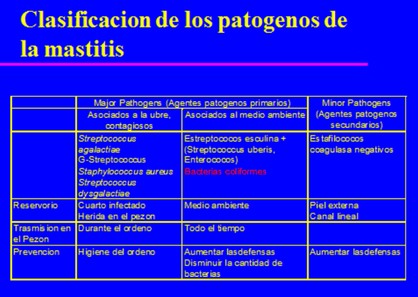 La Mastitis causada por las bacterias patógenas principales. - Image 2