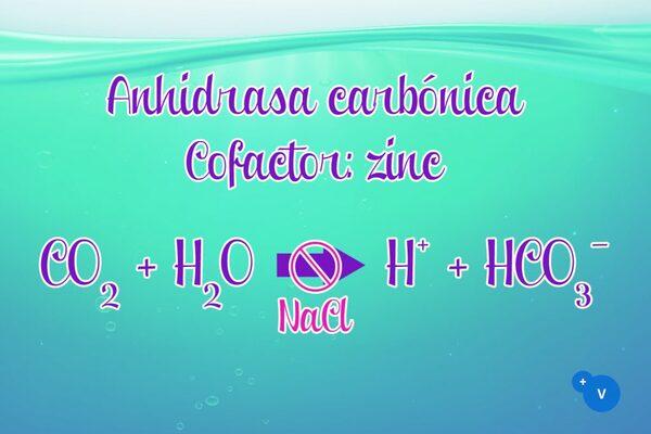 Uso de PhytoMax© para contrarrestar los efectos negativos del agua salina en la calidad de la cáscara de huevo - Image 3