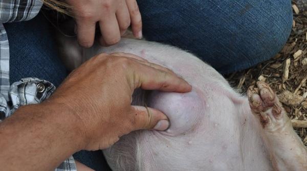 Hernias en cerdos: ¿Genética o Manejo? - Image 1