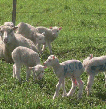 Biotipos maternales y terminales para enfrentar los nuevos desafíos de la producción ovina moderna - Image 6