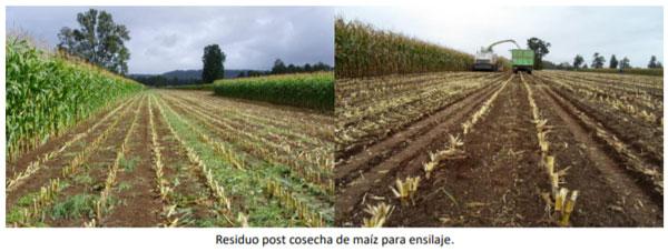 Manual del cultivo de maíz para ensilaje - Ensilaje: Sexto Capítulo - Image 5