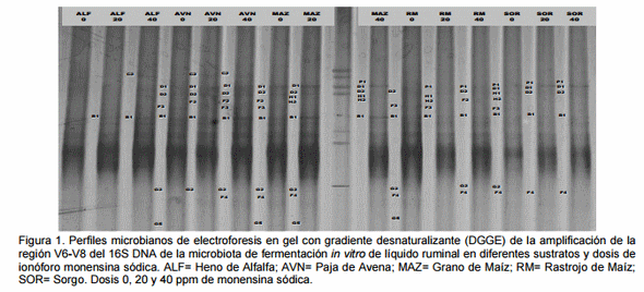 Cambios in vitro en la microbiota ruminal por el efecto de monensina sódica - Image 1