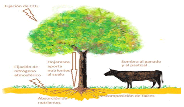 FIGURA 3. Procesos mediante los cuales los árboles mejoran el suelo. FUENTE: Youg, 1989.