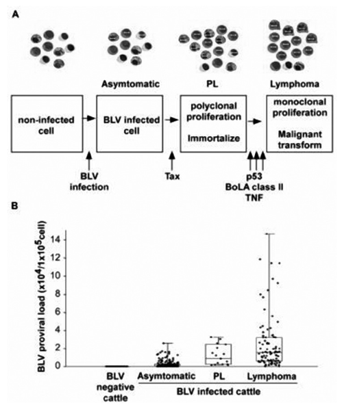 Figura 3. Imagen que muestra la progresión de la carga proviral del virus de la Leucosis bovina a medida que avanza la enfermedad. Extraído de Aida et al., 2013.