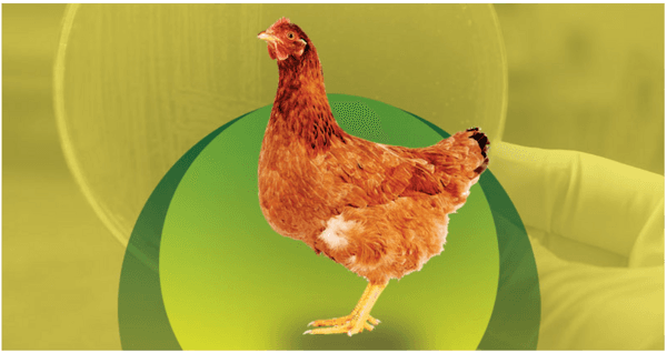 Tifoidea aviar: conozca más sobre esa enfermedad que puede ser devastadora para las granjas - Image 1