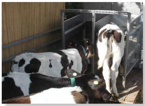 Crianza colectiva con alimentador automático de leche