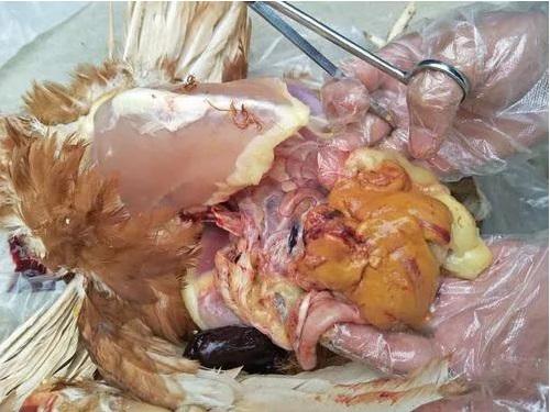 El hígado se rompe y sufre hemorragias, y se rompe con un solo toque, el asesino de las gallinas de alta producción, el síndrome del hígado graso - Image 1
