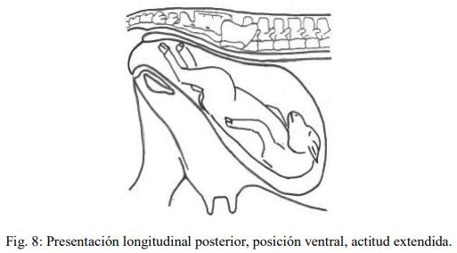 Obstetricia y neonatología bovina: V. Canal obstétrico - Image 4