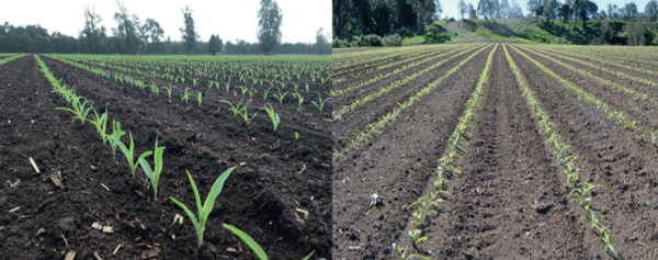 SUPLEMENTARIOS - Maíz (Zea mays L.) - Image 1