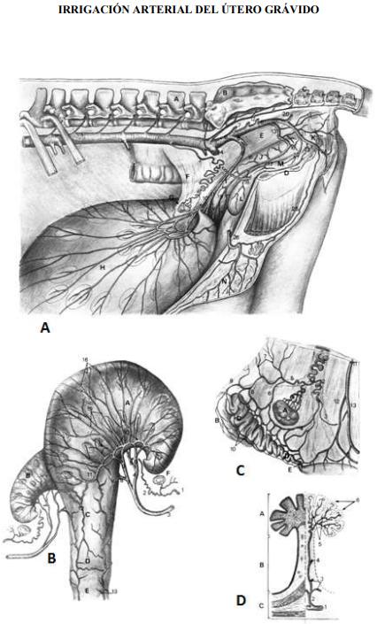 Obstetricia y neonatología bovina: I. Anatomía del aparato reproductor Femenino - Image 4