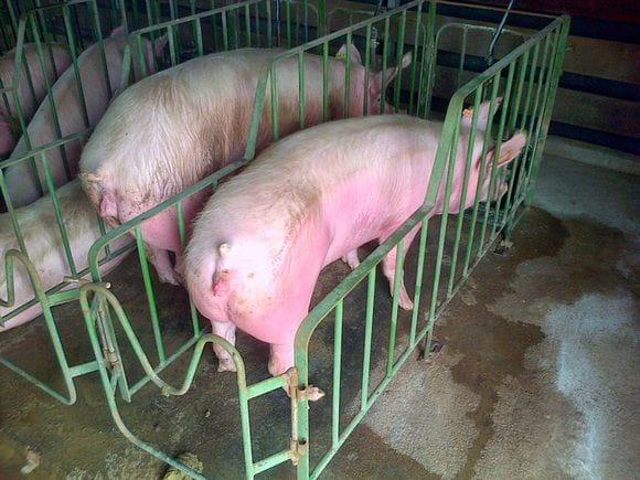 Pautas para el manejo reproductivo de los cerdos. - Image 1