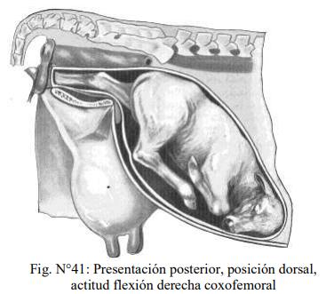 Obstetricia y neonatología bovina: XI. Estática fetal Anormal - Image 9
