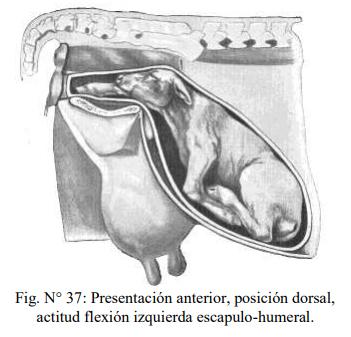 Obstetricia y neonatología bovina: XI. Estática fetal Anormal - Image 5