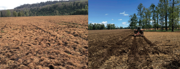 Un adecuado barbecho químico y la descompactación del suelo con arado subsolador son dos labores claves en el desarrollo de una buena preparación de suelos para la siembra de sorgo.