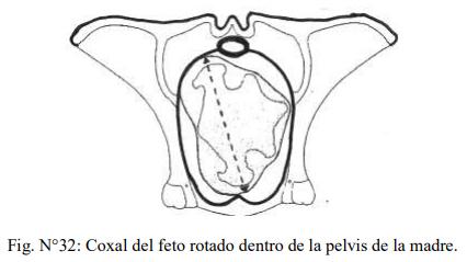 Obstetricia y neonatología bovina: X Maniobras Obstétricas - Image 3
