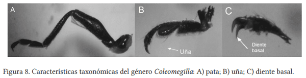 Colecta e identificación taxonómica de Coccinellidos que atacan al pulgón amarillo Melanaphis Sacchari Zehntner en sorgo en el sur de Tamaulipas - Image 6