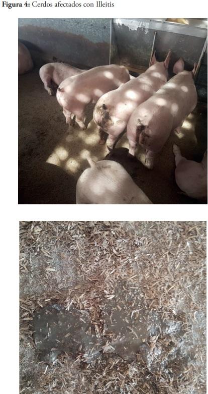 Programa efectivo para el control de la Ileítis en cerdos con Kitasamicina (Kimyso 500) - Image 4