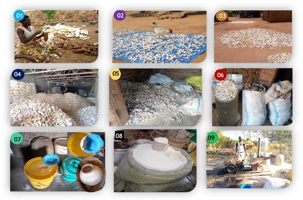 Prácticas agrícolas actuales y presencia de micotoxinas en la cadena de valor de la yuca en Uganda - Image 2
