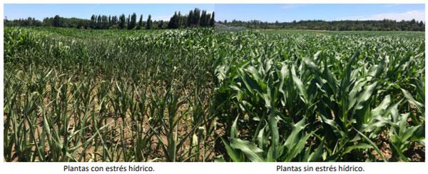 Manual del cultivo de maíz para ensilaje - Requerimientos del cultivo: Tercer capítulo - Image 3