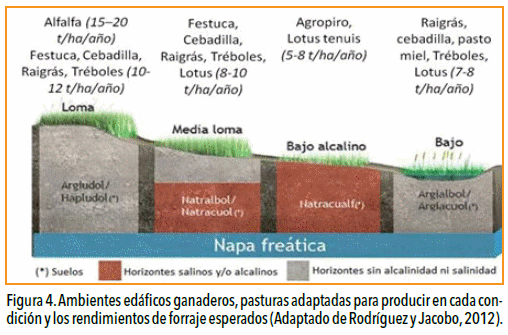 Vuelven las pasturas: Manejo y fertilización para nuevos modelos ganaderos - Image 6