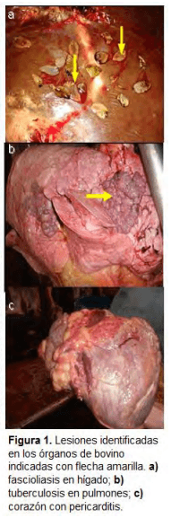 Frecuencia de lesiones macro y microscópicas en corazón, hígado y pulmón de ganado de engorda durante la inspección post-mortem en rastro - Image 2