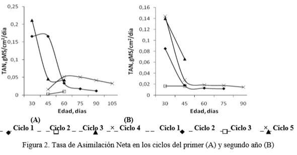 Pennisetum purpureum vc. Cuba CT-115 utilizado como banco de biomasa. Indicadores morfofisiológicos - Image 3