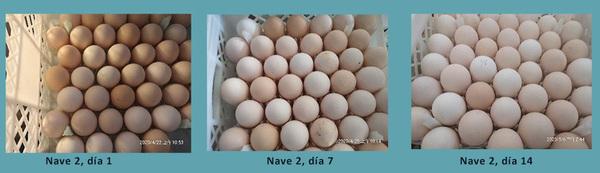 Caso de éxito: PlusProtect Digestive© y PhytoMax© aumentan la productividad en gallinas reproductoras - Image 2