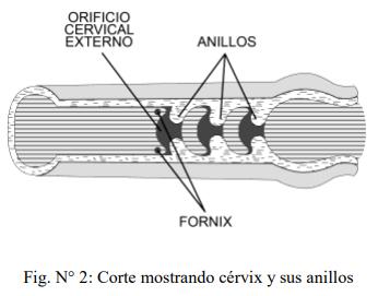 Obstetricia y neonatología bovina: I. Anatomía del aparato reproductor Femenino - Image 2