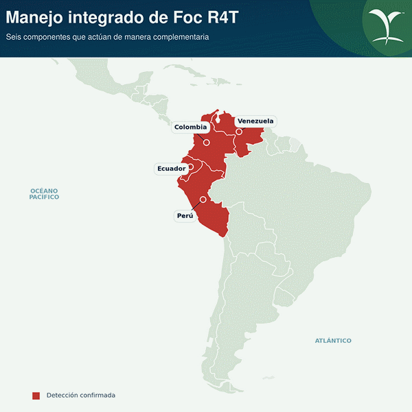 Fusarium Raza Tropical 4 en América Latina y el Caribe - Image 4