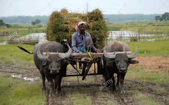 FOTOGRAFÍA 2. Utilización del búfalo como animal para carga FUENTE: Google. Utilización del búfalo para trabajo, Imágenes. 2021.