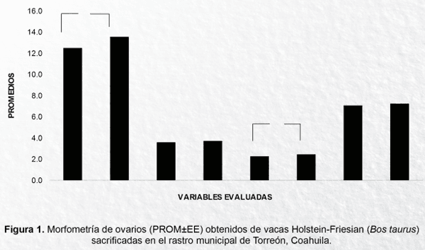 Estudio morfométrico de ovarios obtenidos de vacas Holstein-Friesian (bos taurus): Resultados preliminares - Image 1