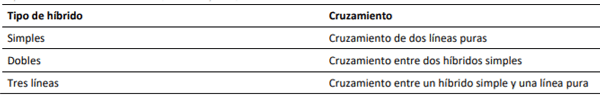 Tipos de híbridos de maíz (Zea mays L.).