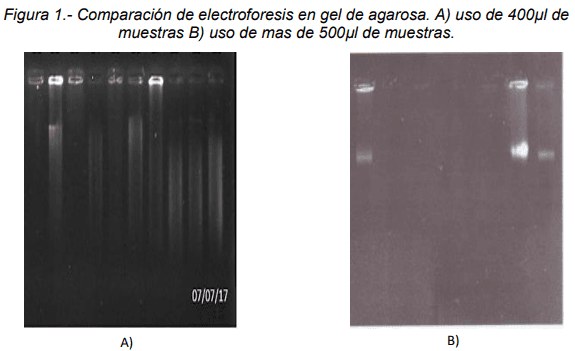 Efecto de los criopreservadores de semen congelado bovino en la extracción de DNA - Image 2