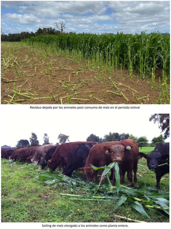 Manual del cultivo de maíz para ensilaje - Pastoreo y soiling: Octavo Capítulo - Image 2