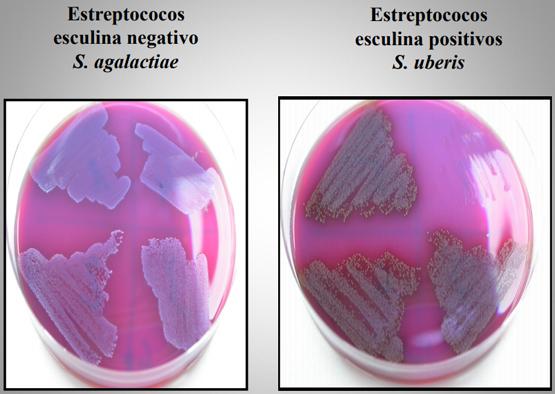 Importancia de los cultivos bacteriológicos en el diagnóstico de la mastitis bovina y antibiograma - Image 11