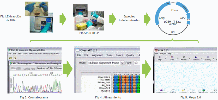 Presencia de las especies C, D y E de Fowl adenovirus (FAdV) en el Perú identificadas por PCR-RFLP y filogenias moleculares durante el periodo 2009-2011 - Image 1