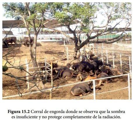 Importancia del bienestar en la producción de bovinos de carne en corral - Image 2