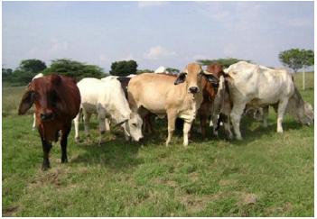Identificación de biomarcadores de resistencia natural a Mycobacterium bovis en el ganado bovino - Image 27